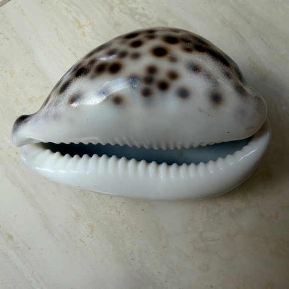 Medium Size Shells Not Found In Typical Souveneir Packs - Picture 12 of 16